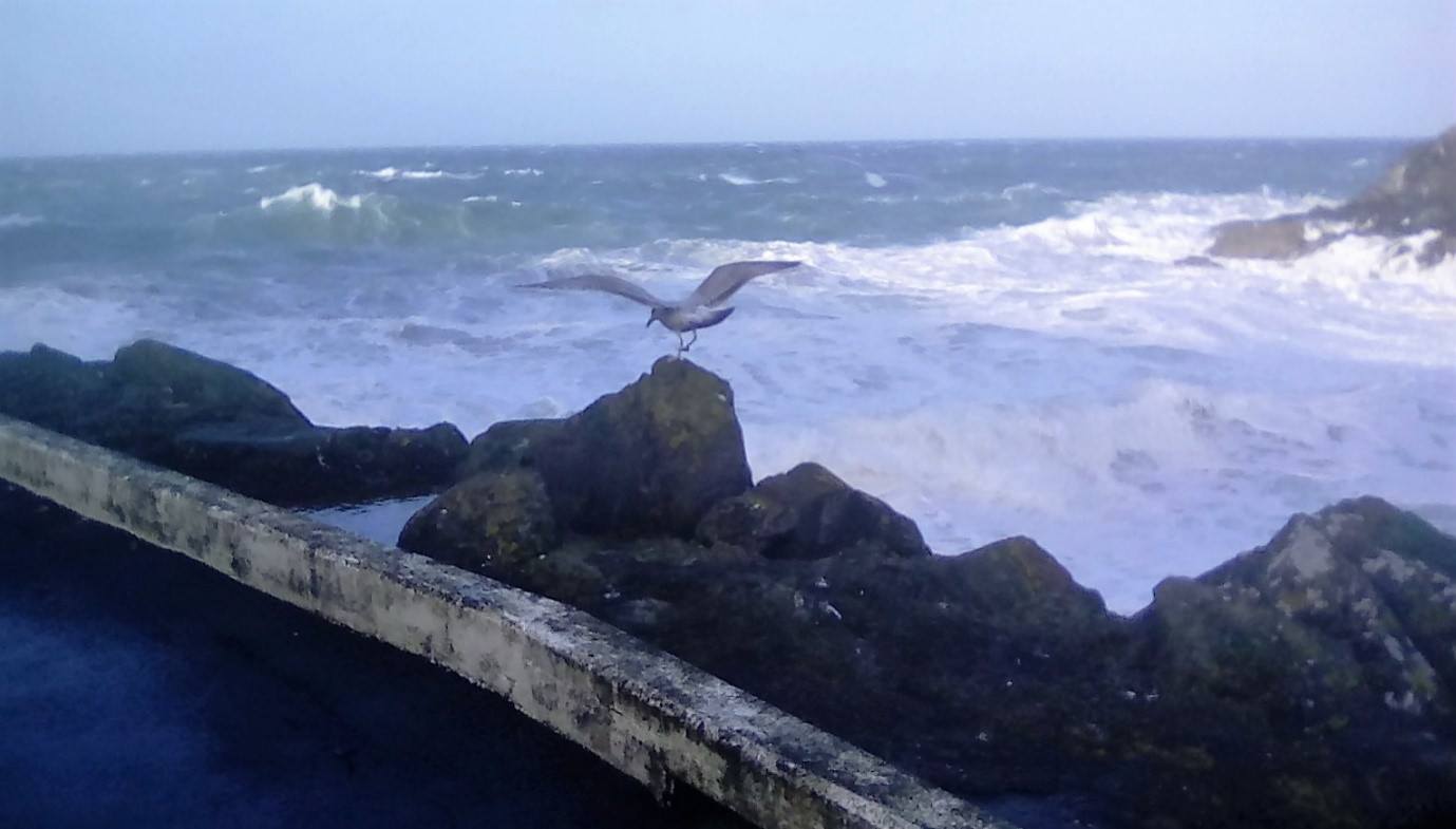Seagull at Fenella, by Melissa Aye